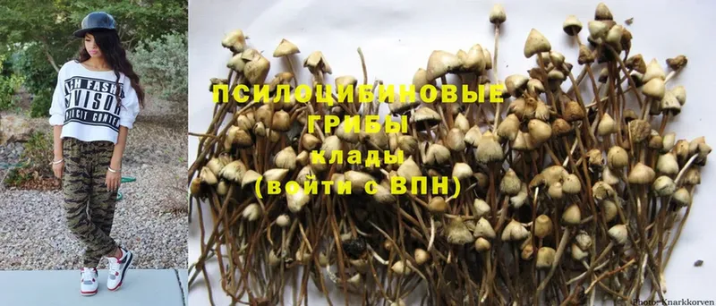 наркотики  ОМГ ОМГ   Псилоцибиновые грибы Psilocybine cubensis  Мосальск 